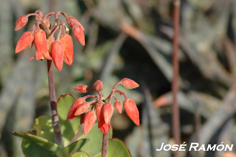 Foto de Jerez  de la Frontera (Cádiz), España