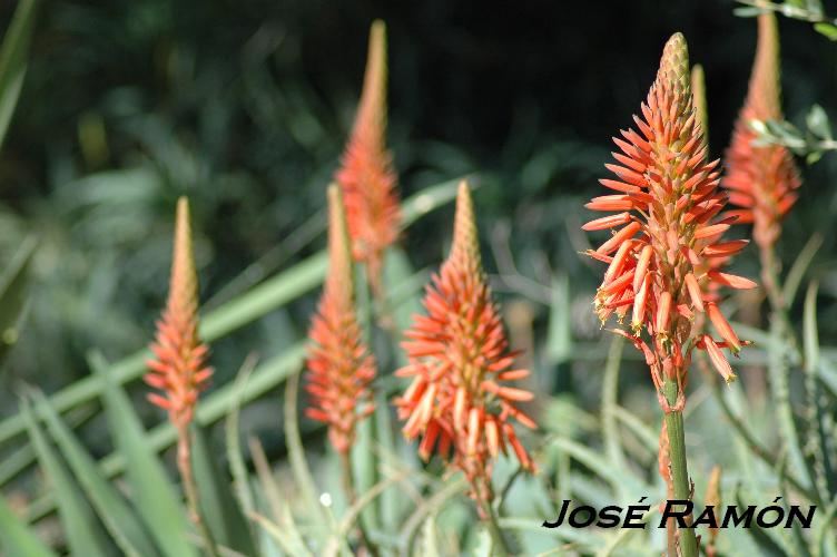 Foto de Jerez  de la Frontera (Cádiz), España