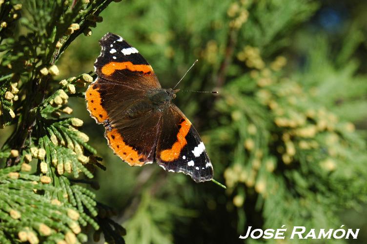 Foto de Jerez  de la Frontera (Cádiz), España