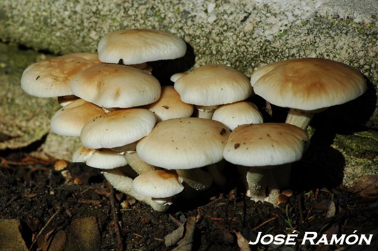 Foto de Jerez  de la Frontera (Cádiz), España