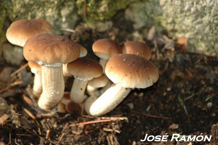 Foto de Jerez  de la Frontera (Cádiz), España