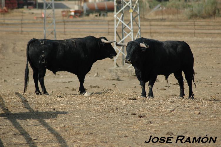 Foto de Jerez  de la Frontera (Cádiz), España