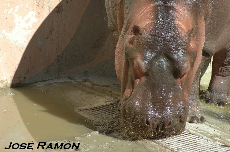 Foto de Jerez  de la Frontera (Cádiz), España