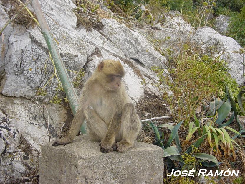 Foto de El peñon de gibraltar, Gibraltar