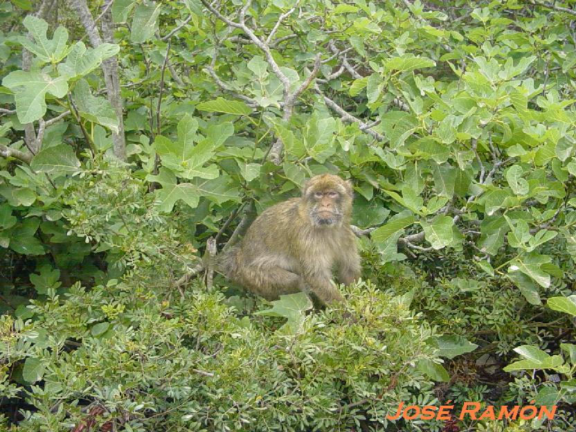 Foto de Gibraltar, Gibraltar