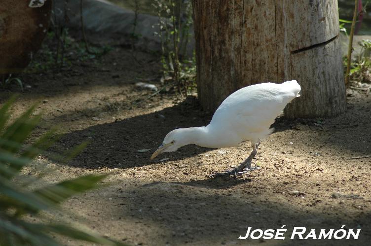 Foto de Jerez  de la Frontera (Cádiz), España