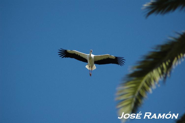 Foto de Jerez  de la Frontera (Cádiz), España