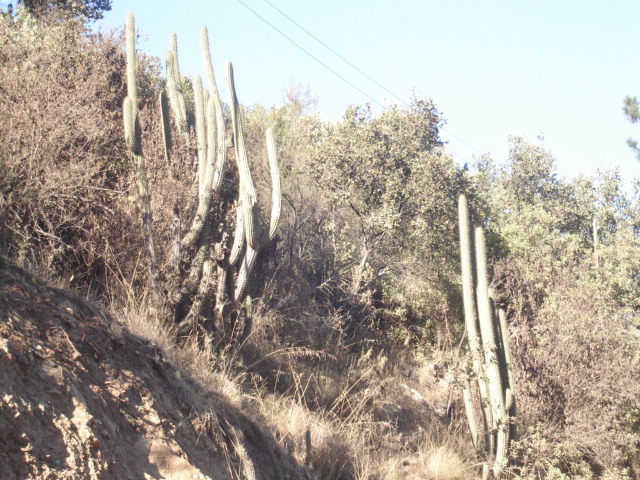 Foto de OLMUE, Chile
