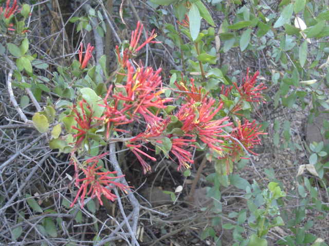 Foto de OLMUE, Chile