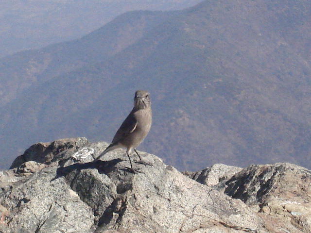Foto de OLMUE, Chile