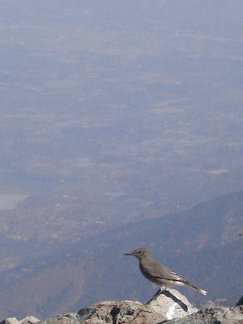 Foto de OLMUE, Chile