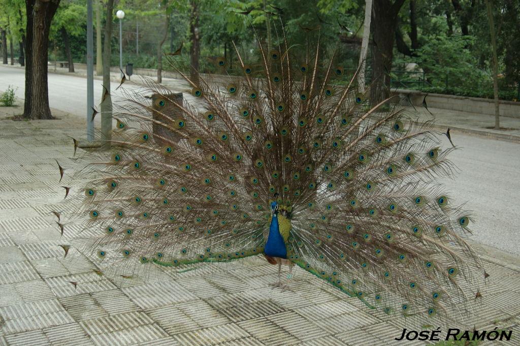 Foto de Jerez  de la Frontera (Cádiz), España