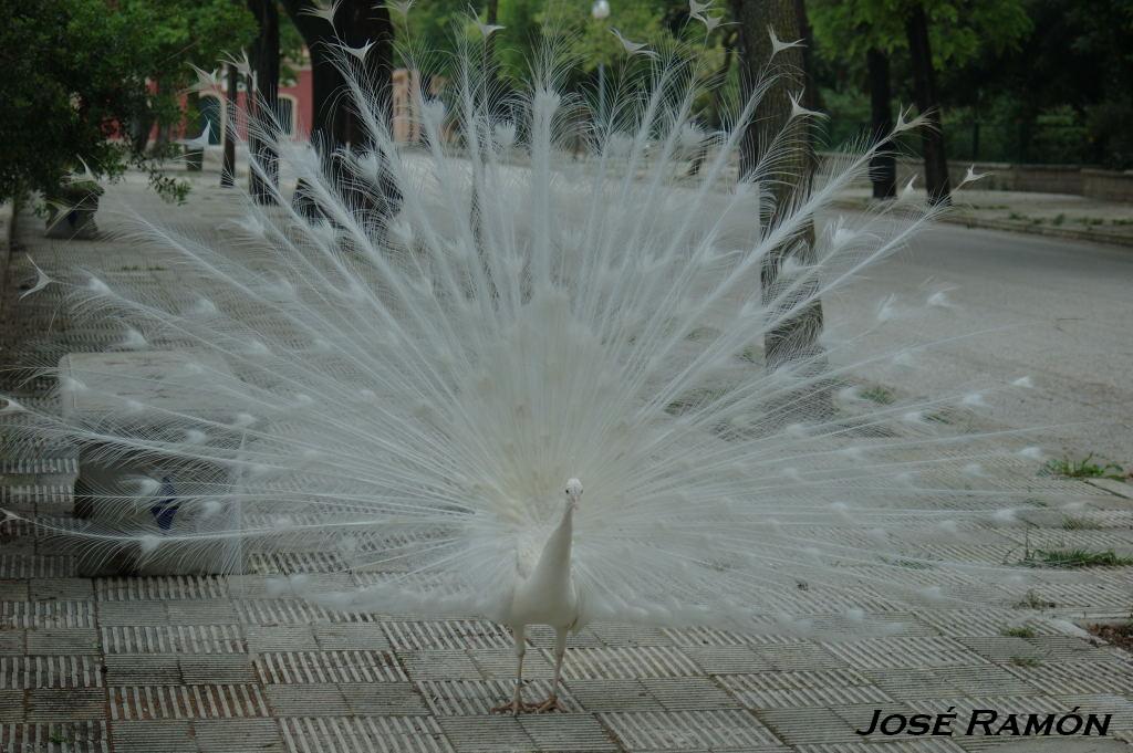 Foto de Jerez  de la Frontera (Cádiz), España