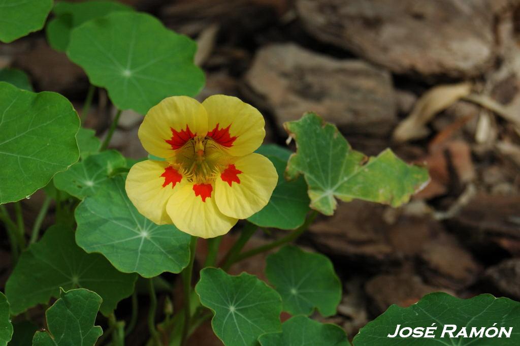 Foto de Jerez  de la Frontera (Cádiz), España