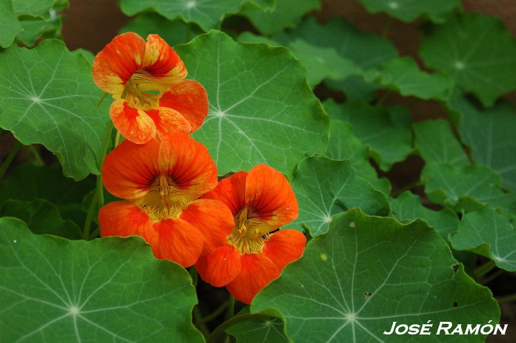 Foto de Jerez  de la Frontera (Cádiz), España