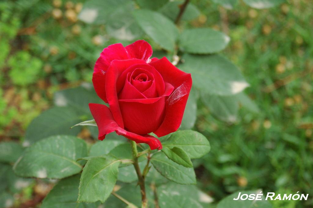 Foto de Jerez  de la Frontera (Cádiz), España