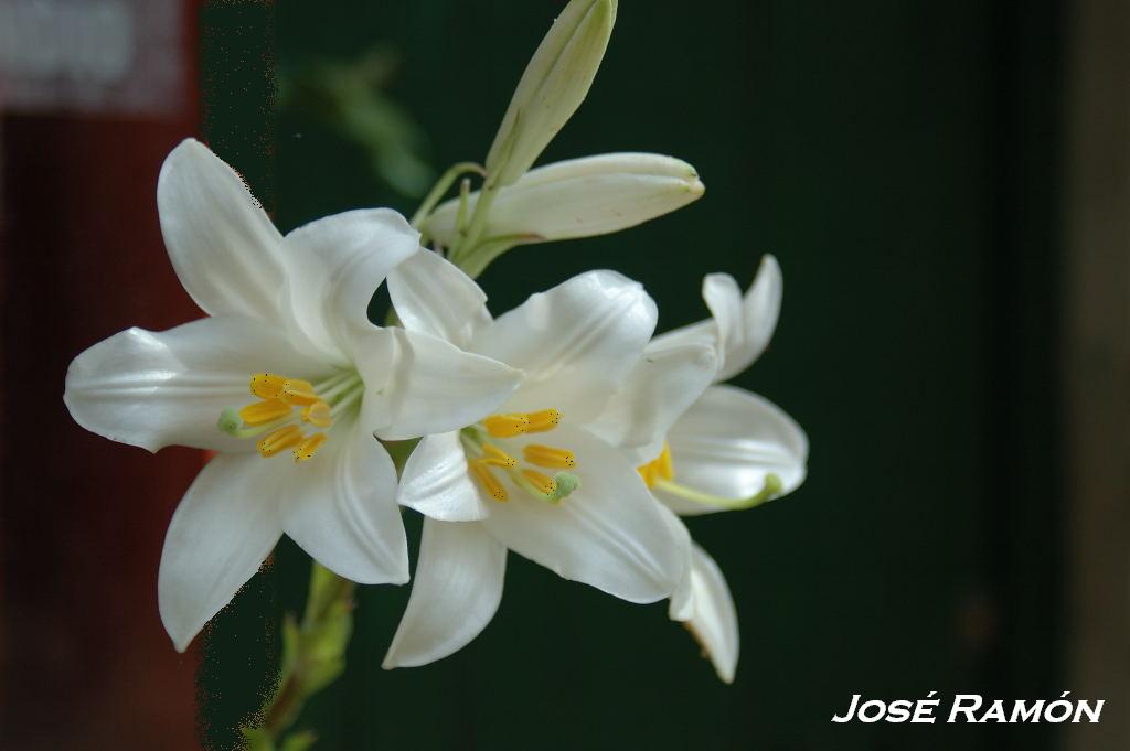 Foto de Jerez  de la Frontera (Cádiz), España