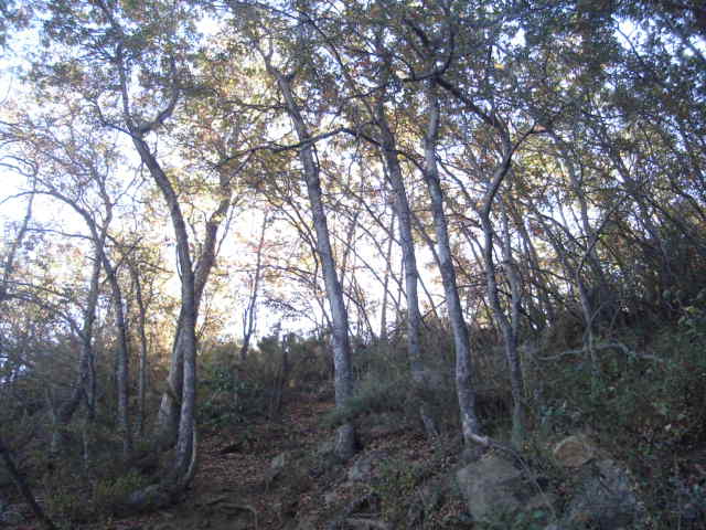 Foto de OLMUE, Chile