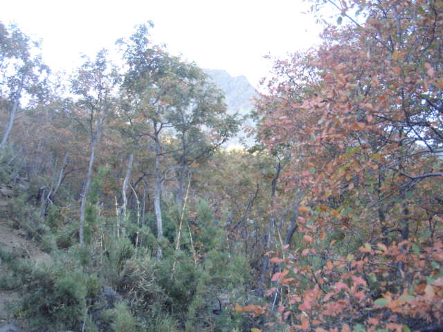 Foto de OLMUE, Chile