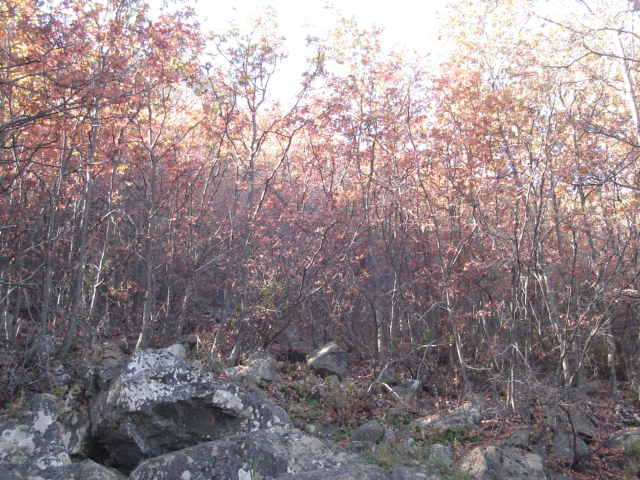 Foto de OLMUE, Chile