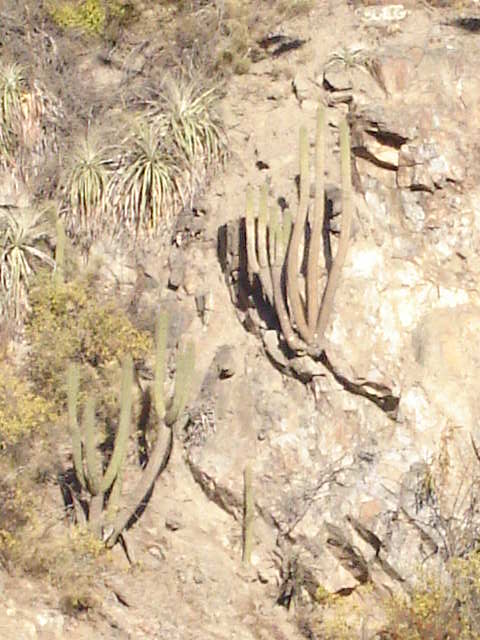 Foto de OLMUE, Chile