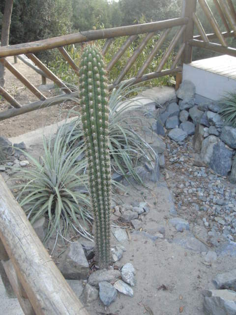 Foto de OLMUE, Chile