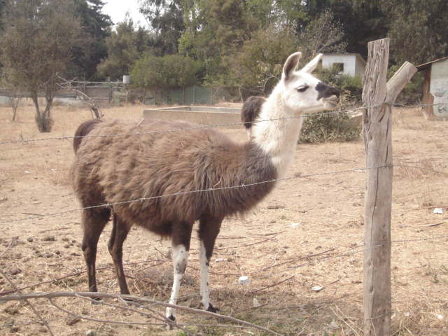 Foto de VILLA ALEMANA, Chile