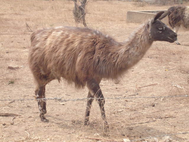 Foto de VILLA ALEMANA, Chile