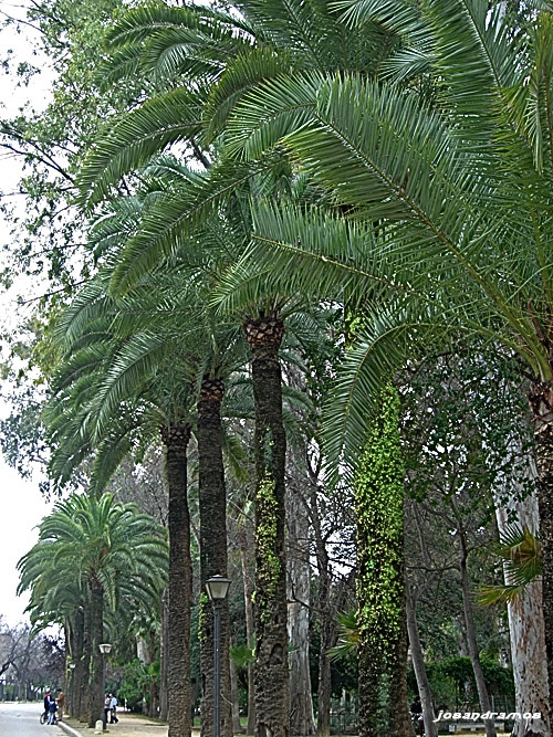 Foto de Sevilla (Andalucía), España