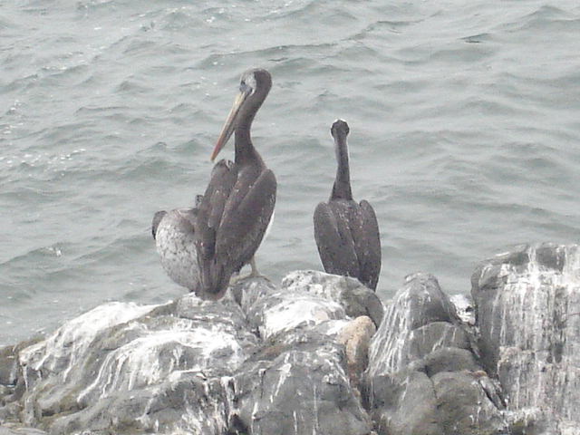 Foto de VIÑA DEL MAR, Chile