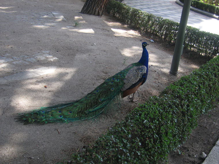 Foto de Madrid (Comunidad de Madrid), España