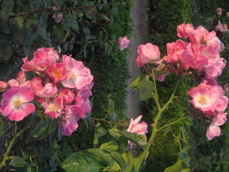 Foto de Madrid (Comunidad de Madrid), España