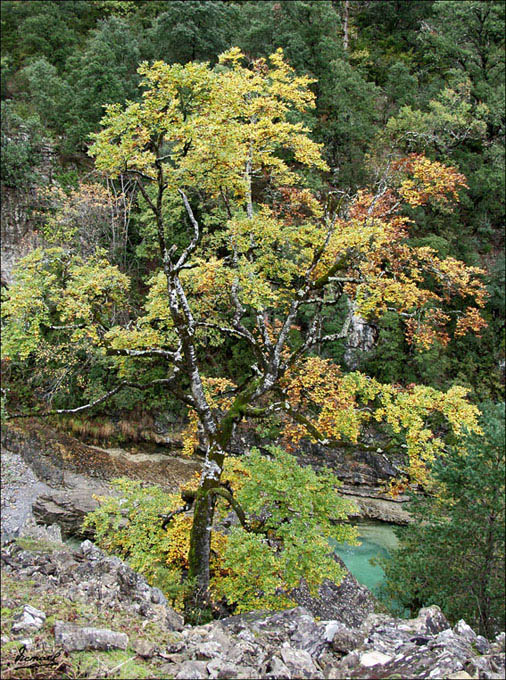 Foto de Añisclo (Huesca), España