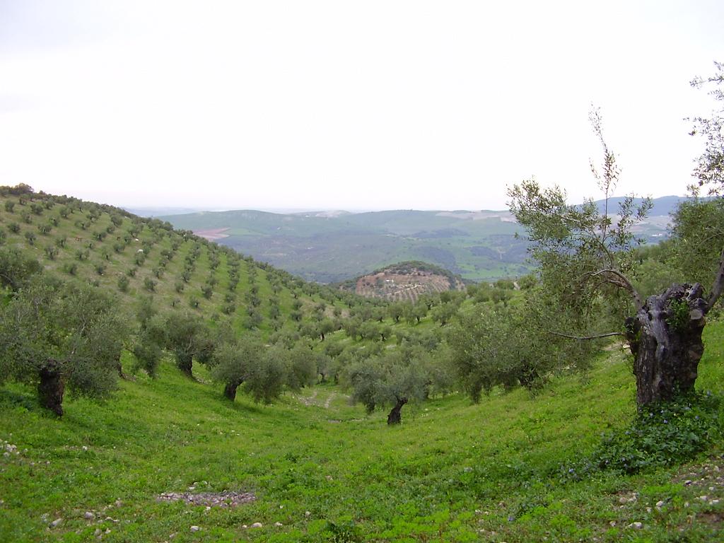 Foto de Puerto Serrano (Cádiz), España