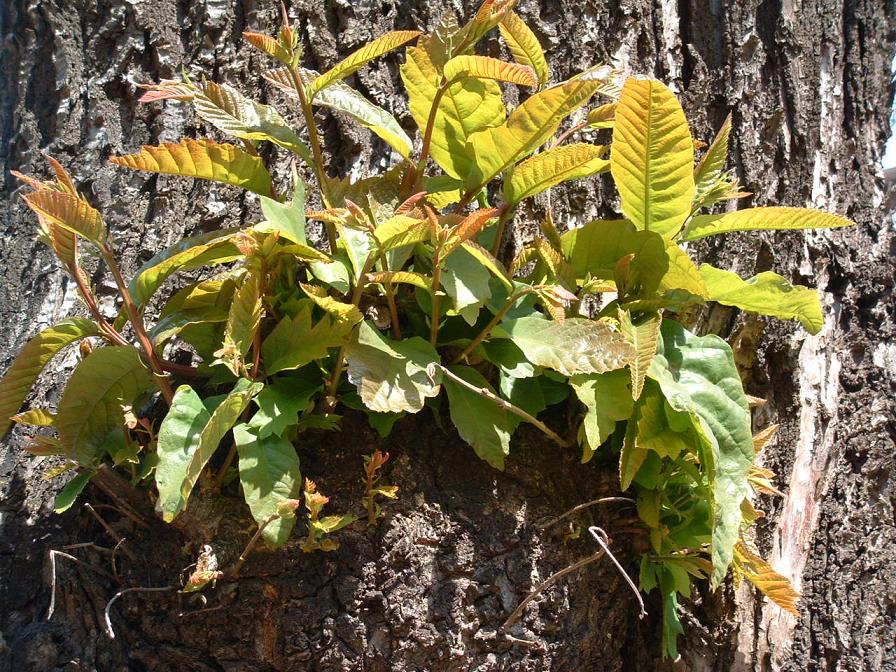 Foto de Rancagua, Chile