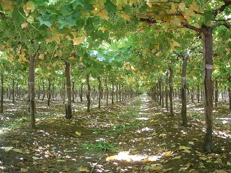 Foto de Algarrobo, Chile