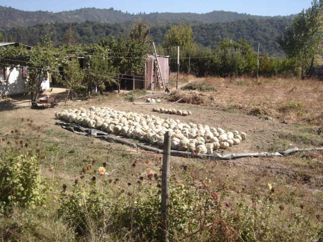Foto de CASA BLANCA, Chile