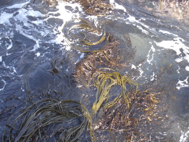 Foto de QUINTAY, Chile