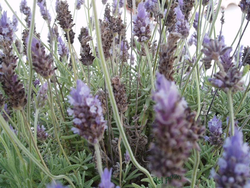 Foto de Cádiz (Andalucía), España