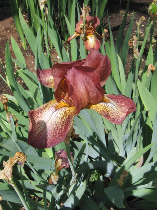 Foto de Madrid (Comunidad de Madrid), España