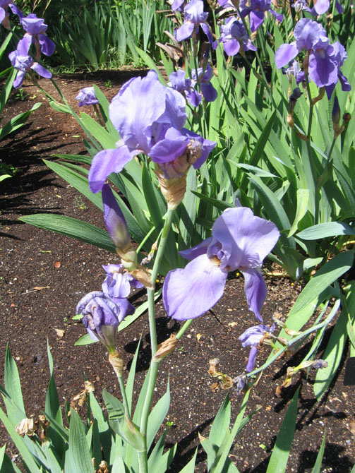 Foto de Madrid (Comunidad de Madrid), España