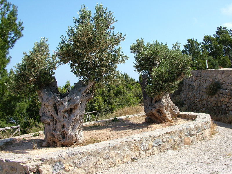 Foto de Mallorca (Illes Balears), España