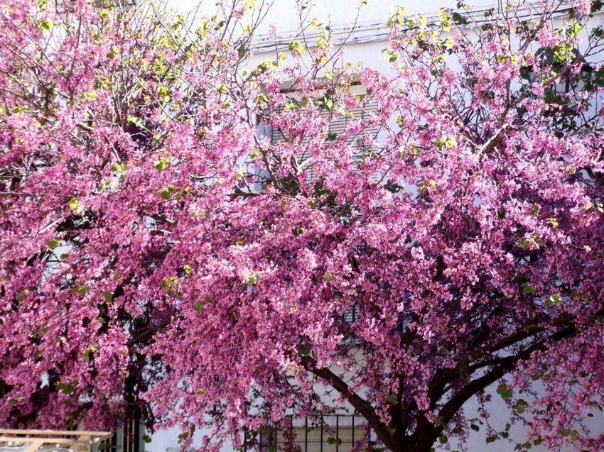 Foto de Villahermosa (Ciudad Real), España