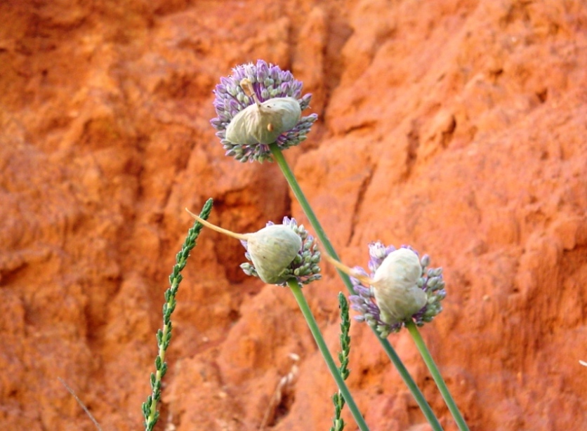 Foto de Praia da Rocha, Portugal