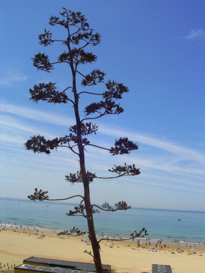 Foto de Praia da Rocha, Portugal