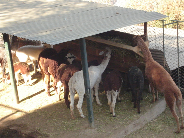 Foto de SANTIAGO, Chile