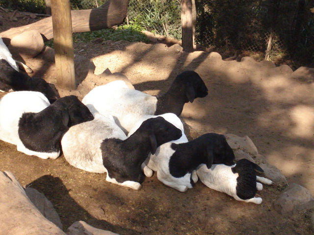 Foto de SANTIAGO, Chile