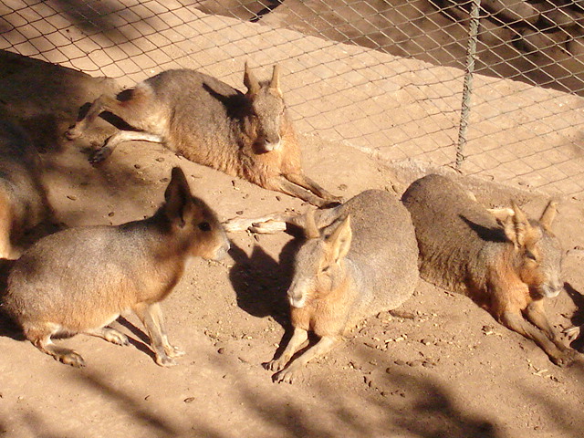 Foto de SANTIAGO, Chile