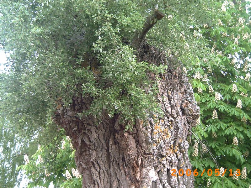 Foto de Almazán (Soria), España