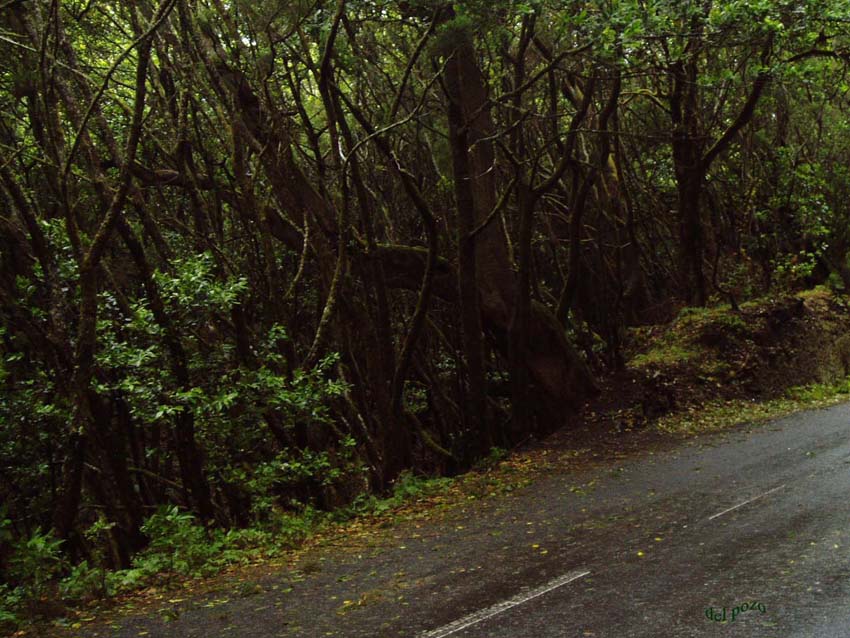 Foto de La Gomera (Santa Cruz de Tenerife), España